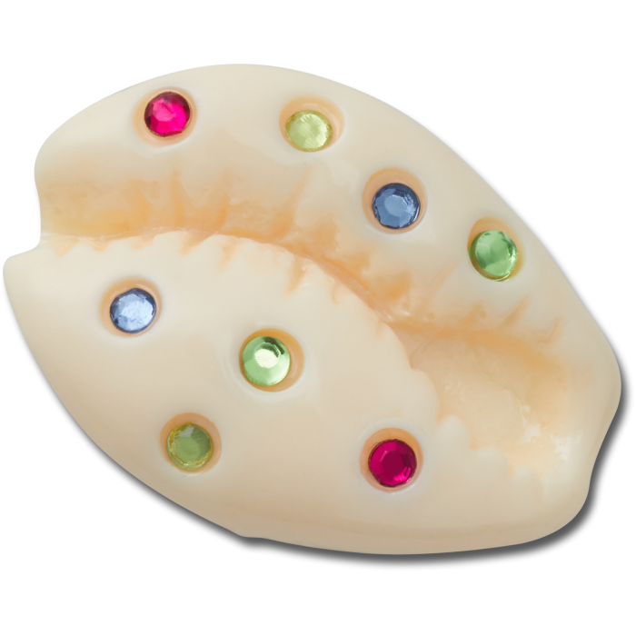 Gem Puka Shell